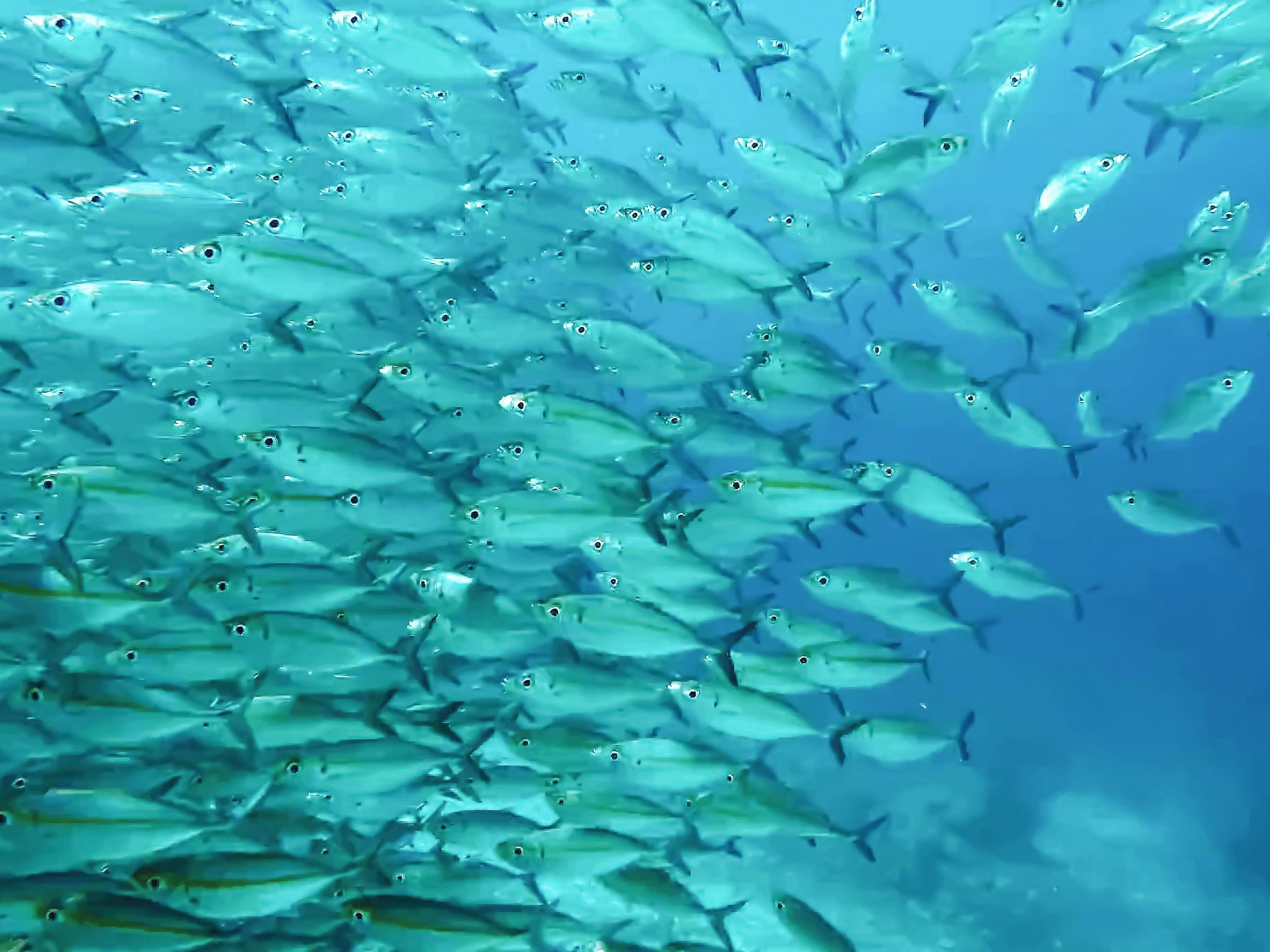 Illegal, Unreported and Unregulated (IUU) fishing requirements